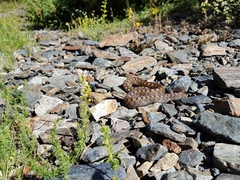 Vipera aspis zinnikeri