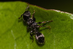 Procryptocerus