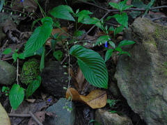 Rhynchoglossum obliquum