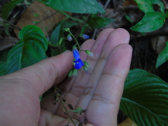 Rhynchoglossum obliquum