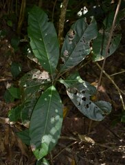 Rhodomyrtus macrocarpa