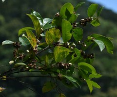 Glochidion harveyanum