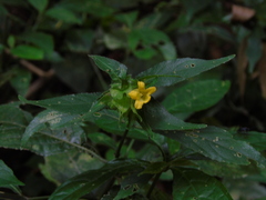 Acanthaceae