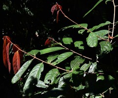 Cryptocarya mackinnoniana