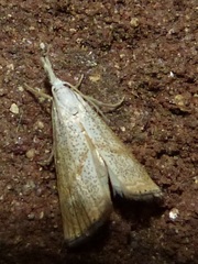 Haimbachia placidellus