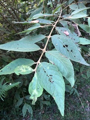Callicarpa formosana formosana