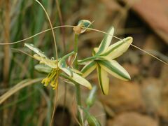 Albuca suaveolens