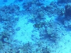 Balistoides viridescens