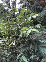Callicarpa formosana formosana