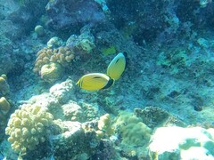 Chaetodon austriacus