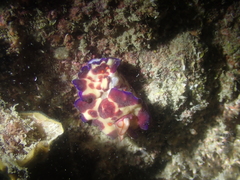 Hypselodoris