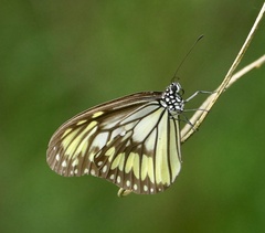 Ideopsis vitrea