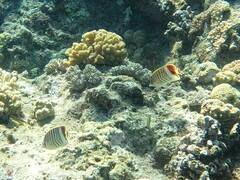 Chaetodon paucifasciatus