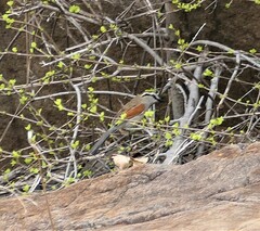 Tchagra australis