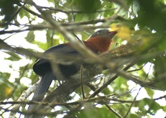 Rhamphococcyx calyorhynchus