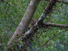 Ficus racemosa