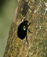Rutelinae