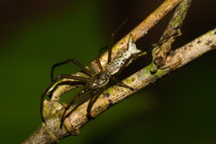 Micrathena crassispina