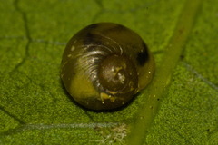 Simpulopsis