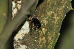 Rutelinae
