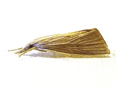 Eoreuma densellus