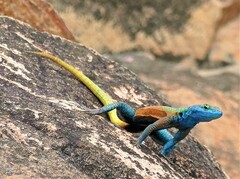 Platysaurus intermedius