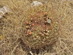 Oroya peruviana