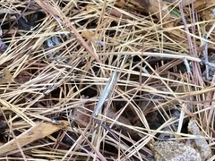 Leptysma marginicollis