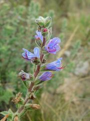 Lobostemon argenteus