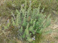 Lobostemon argenteus