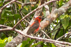 Myzomela rubratra kobayashii