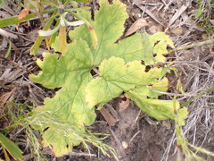 Pelargonium lobatum