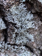 Heterodermia hypoleuca