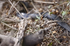 Drymarchon melanurus erebennus