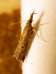 Neodactria luteolellus