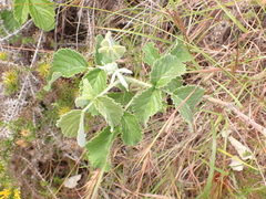 Rubus rigidus