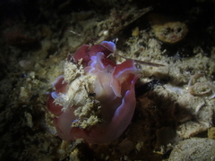 Hydatina physis