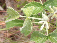 Rubus rigidus