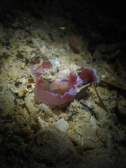 Hydatina physis