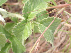 Rubus rigidus