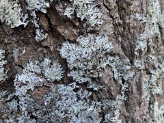 Heterodermia hypoleuca