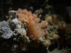 Phyllodesmium serratum