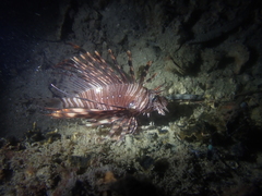 Pterois volitans