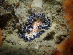 Maritigrella fuscopunctata