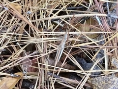 Leptysma marginicollis