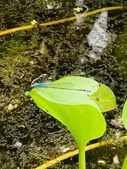 Pseudagrion