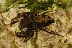 Encolpius guaraniticus