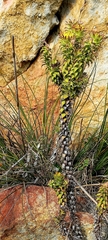 Oedera capensis