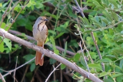 Cichladusa arquata