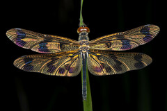 Rhyothemis graphiptera